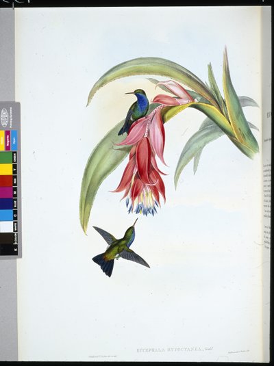 Blue-breasted Sapphire by John (after) Gould