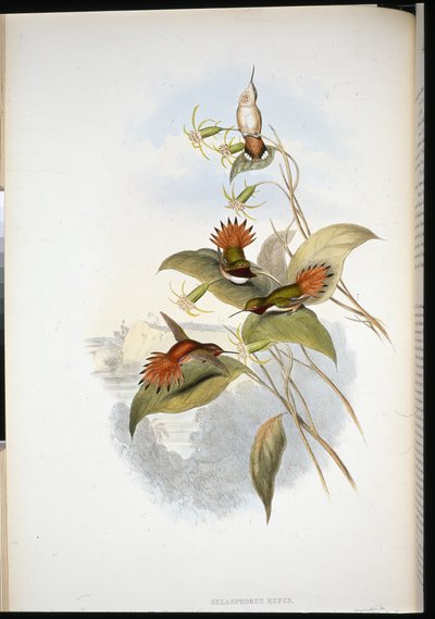 Blue-headed Sapphire by John (after) Gould