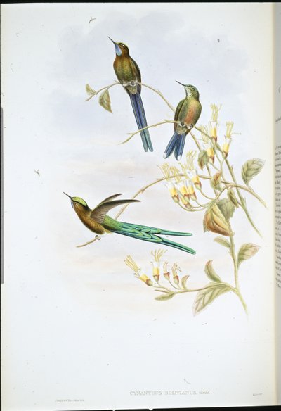 Bolivian Sylph by John (after) Gould
