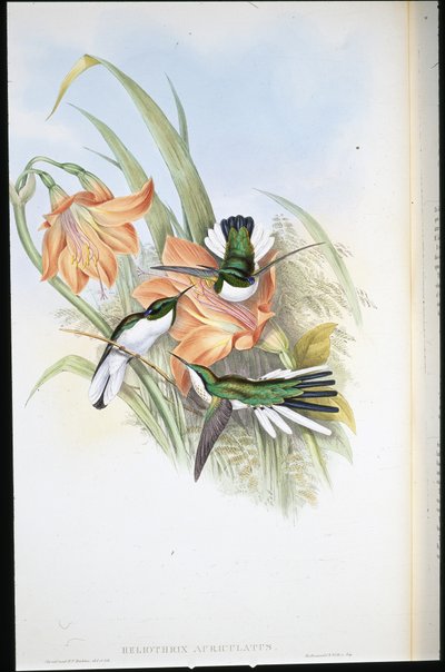 Brazilian Fairy (Heliothrix auriculatus) by John (after) Gould