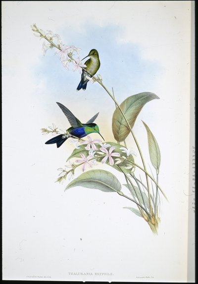 Brazilian Panoplites (Thalurania eryphile) by John (after) Gould