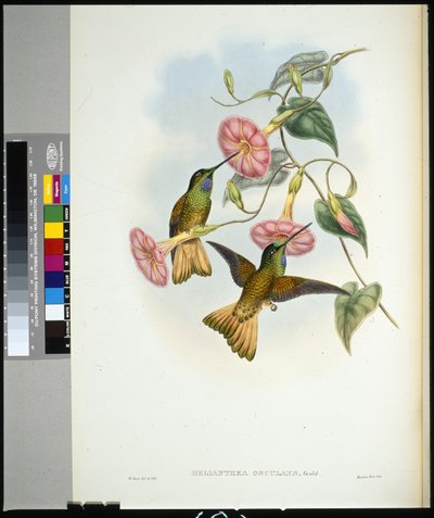 Buff-tailed Star-frontlet by John (after) Gould