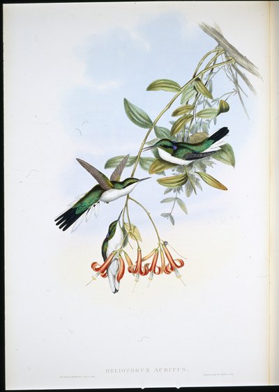Cayenne Fairy (Heliothryx auritus) by John (after) Gould