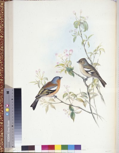 Chaffinch by John (after) Gould