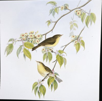 Chiffchaff by John (after) Gould