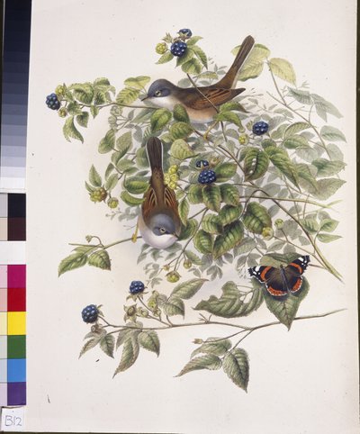 Common Whitethroat by John (after) Gould