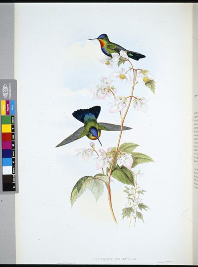 Costa-Rican Hummingbird by John (after) Gould
