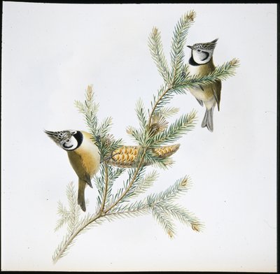 Crested Tit by John (after) Gould