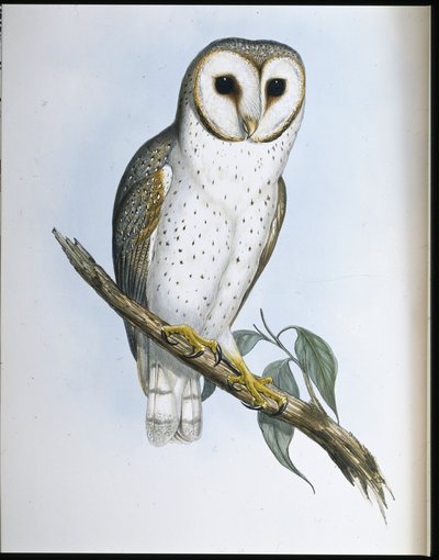 Delicate Owl (Strix Delicatulis) by John (after) Gould