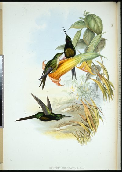 Empress Humming-bird by John (after) Gould