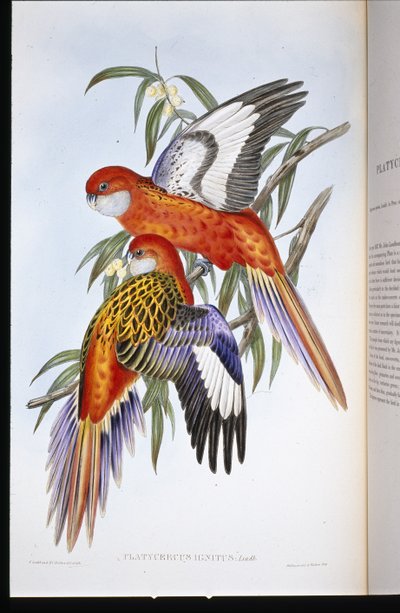 Fiery Parakeet by John (after) Gould