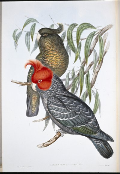 Gang-gang Cockatoo (Callocephalon Galeatum) by John (after) Gould