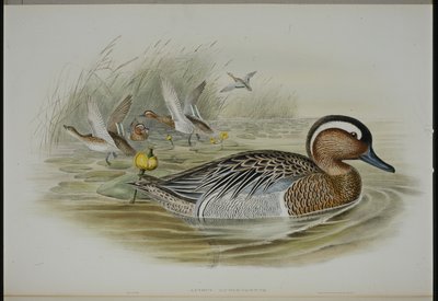 Garganey by John (after) Gould