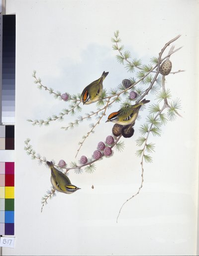 Goldcrest (Regulus Regulus) by John (after) Gould