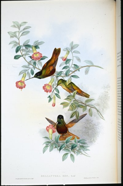 Golden Star-frontlet (Helianthea eos) by John (after) Gould