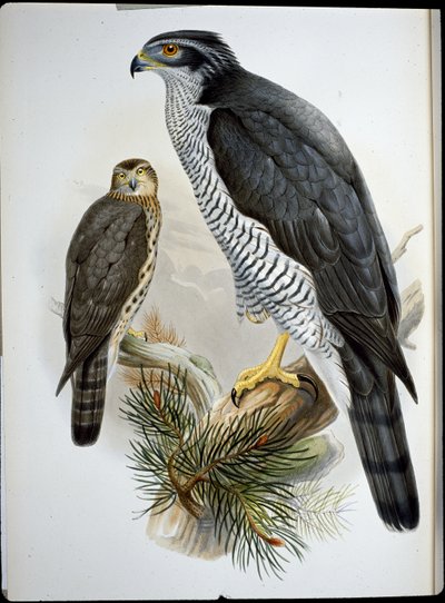 Goshawk by John (after) Gould