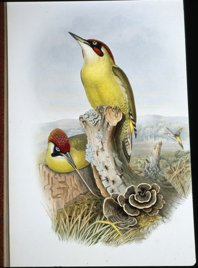 Green Woodpecker (Gecinus Viridis) by John (after) Gould