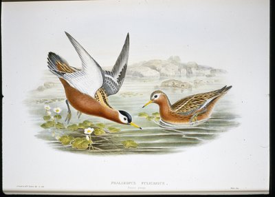 Grey Phalarope by John (after) Gould