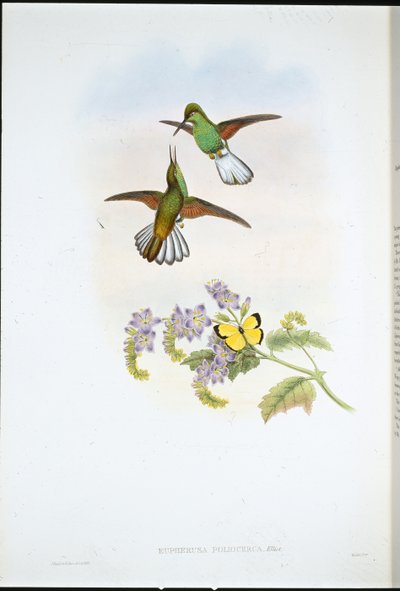 Grey Stripetail by John (after) Gould