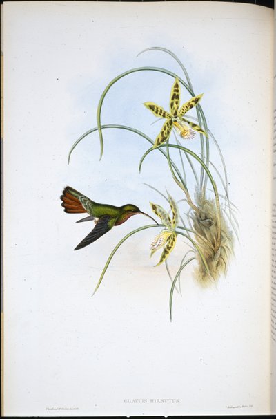 Hairy Hermit (Glaucis Hirsutus) by John (after) Gould
