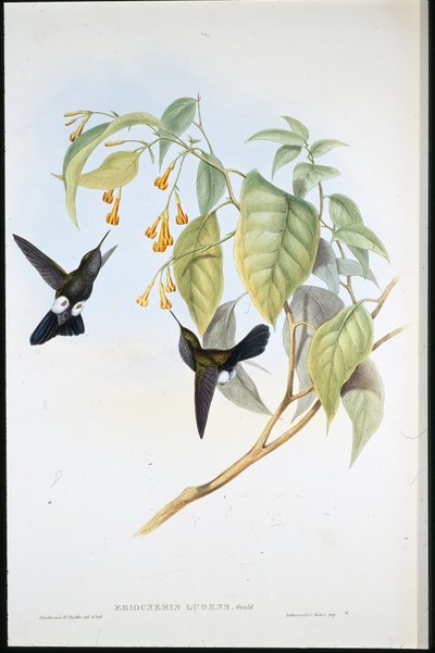 Hoary Puff-leg by John (after) Gould