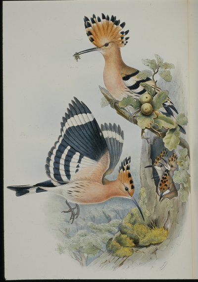 Hoopoe by John (after) Gould