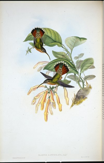 Lancelolate Hermit (Glaucis Lanceolata) by John (after) Gould