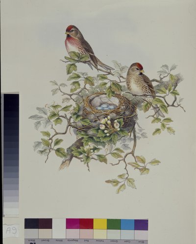 Lesser Redpole by John (after) Gould