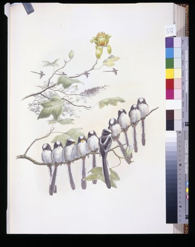Long-Tailed Tit by John (after) Gould