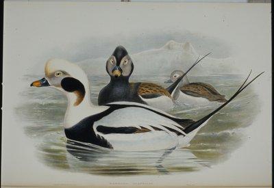 Long-tailed Duck (Harelda Glacialis) by John (after) Gould