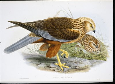 Marsh Harrier by John (after) Gould