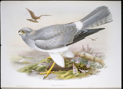 Marsh Harrier (Circus Aeruginosus) by John (after) Gould