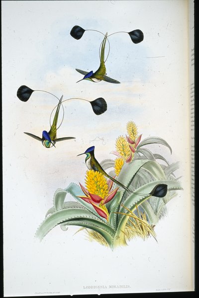 Marvellous Hummingbird (Loddigesia mirabilis) by John (after) Gould