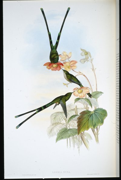 Nouna-koali (Lesbia nuna) by John (after) Gould