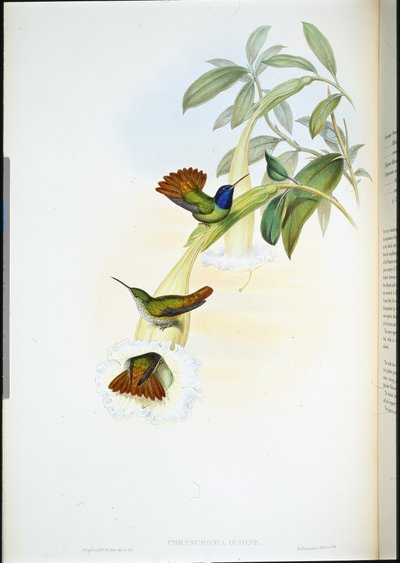 Oenone Hummingbird by John (after) Gould