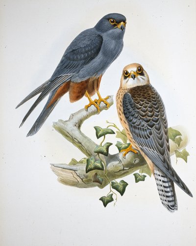Orange-legged Hobby (Erythropus Vespertinus) by John (after) Gould