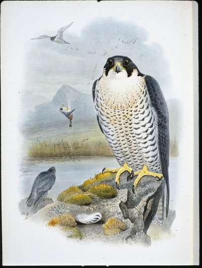 Peregrine Falcon by John (after) Gould