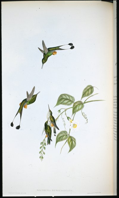 Red-booted Racket-tail by John (after) Gould