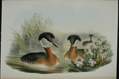 Red-necked Grebe by John (after) Gould
