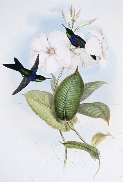 Refulgent Panoplites by John (after) Gould