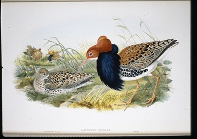Ruff by John (after) Gould