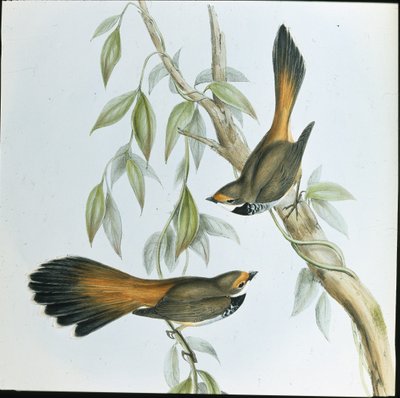 Rufous-fronted Fantail by John (after) Gould