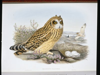 Short-eared Owl (Brachyotus Palustris) by John (after) Gould