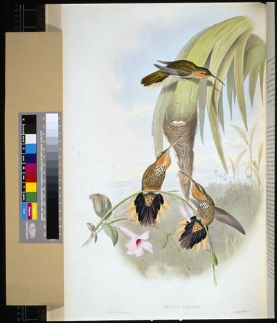 Saw-bill (grypus naevius) by John (after) Gould