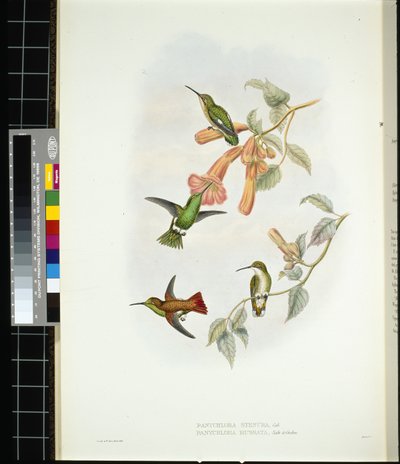 Shining Sun-beam (aglaeactis cupreipennis) by John (after) Gould