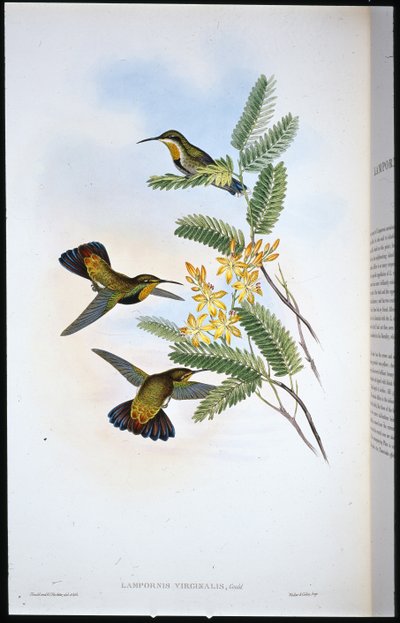 Sombre Sabre-wing by John (after) Gould