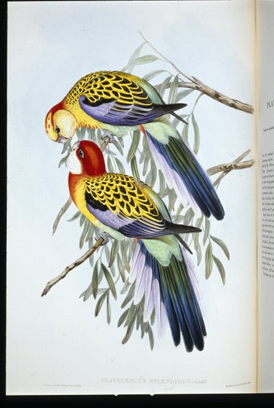 Splendid Parakeet by John (after) Gould