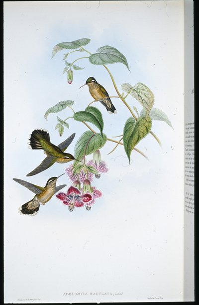 Spotted Adelomyia by John (after) Gould