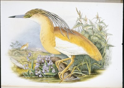 Squacco Heron by John (after) Gould