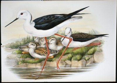 Stilt (Himantopus Candidus) by John (after) Gould